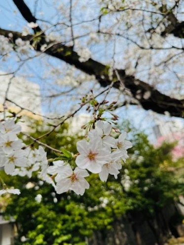 おはようございます🌸