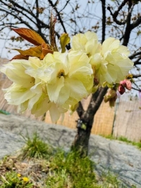 ももこ