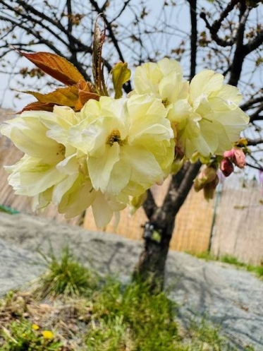 ありがとうございました