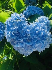 江戸っ子ライフ？