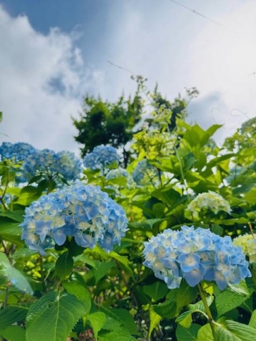 七夕🎋