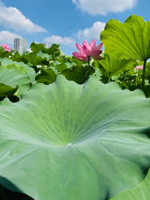 こんにちは^ - ^