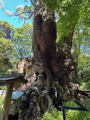 大楠パワー✨🌳