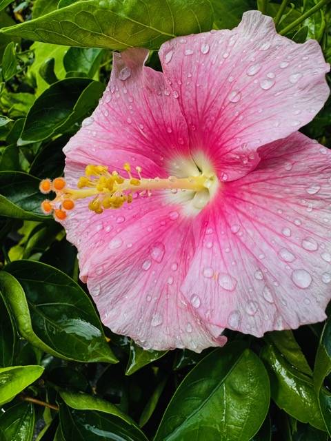 こんにちは^ - ^