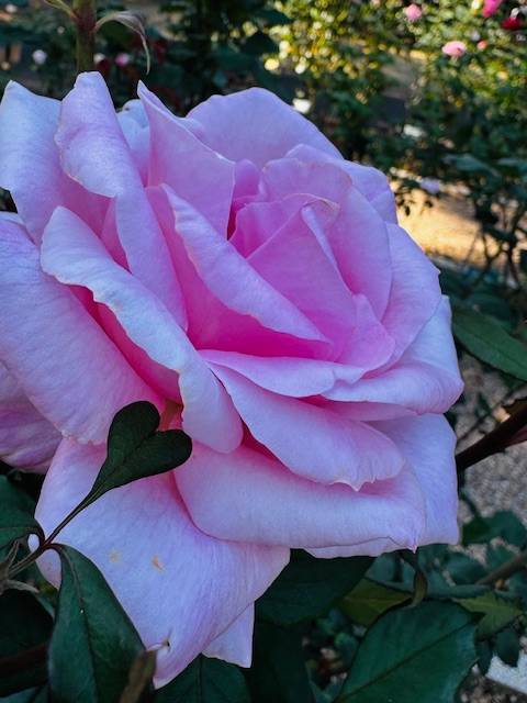 🩷こんにちは🩷