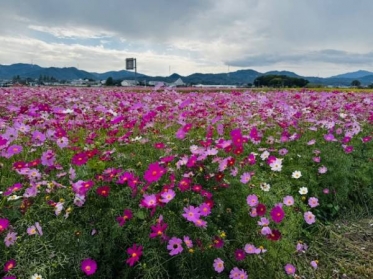 おはようございます🌸