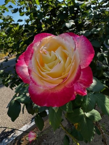 こんにちは^ - ^