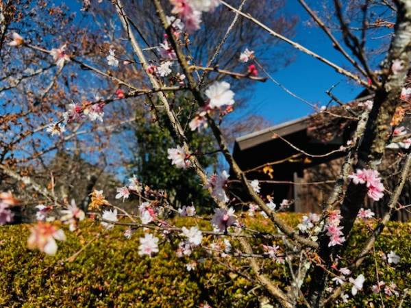 ありがとうございました🌸