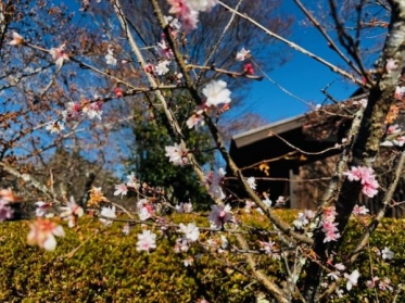 ありがとうございました🌸