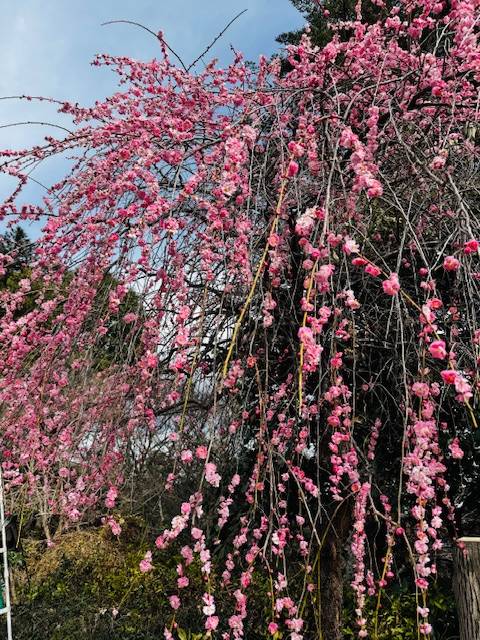 🌸3月スタート🌸
