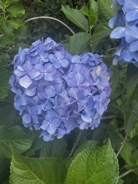 ももこ